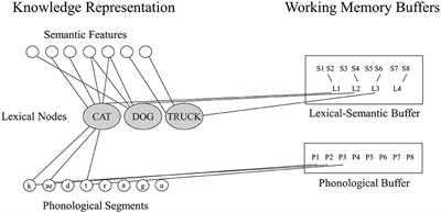 Distinct Neural Substrates Support Phonological and Orthographic Working Memory: Implications for Theories of Working Memory